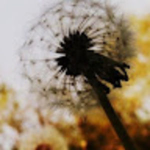 Meet your Posher, Tisha